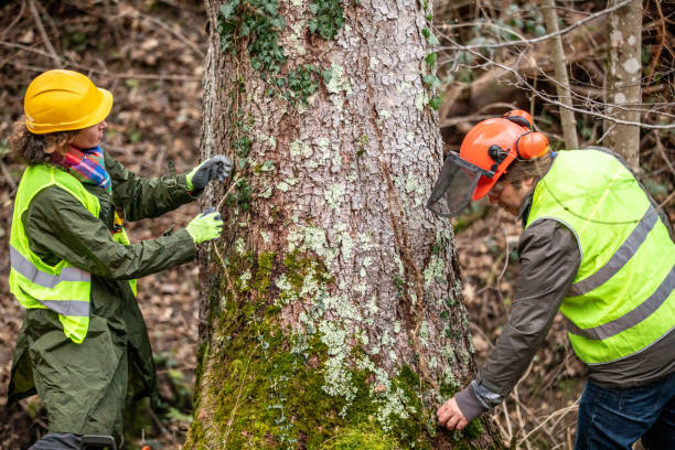 Best Fruit Tree Pruning  in Monroe Manor, NJ
