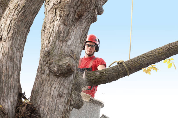Best Arborist Consultation Services  in Monroe Manor, NJ